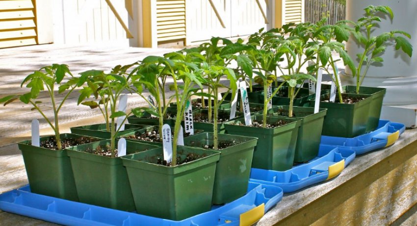 Загартовування розсади Загартовування розсади