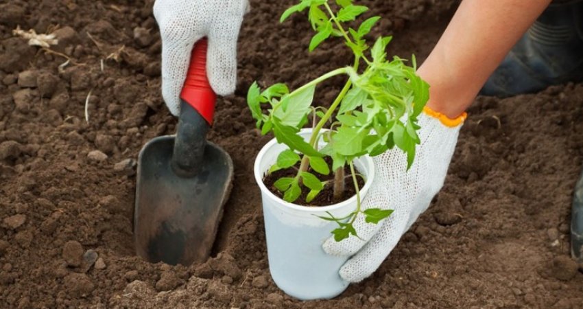 Висадка розсади томатів Висадка розсади томатів