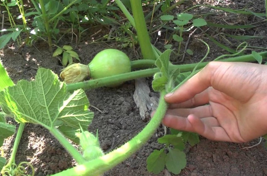 Прищипування гарбуза Прищипування гарбуза