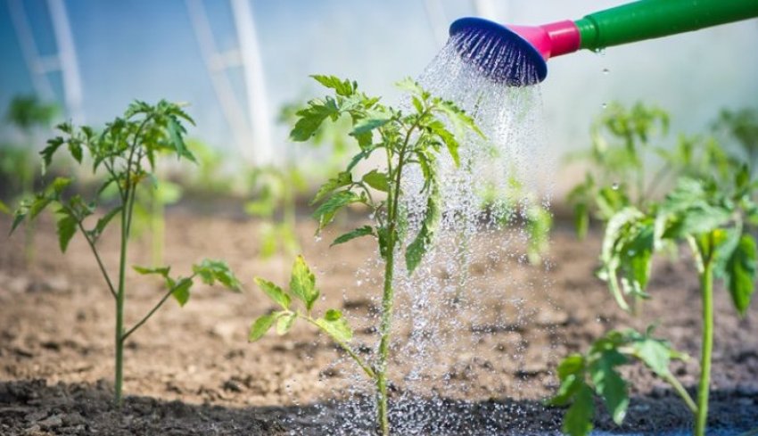 Полив томатів Полив томатів