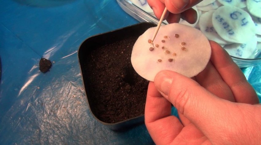 Посів насіння