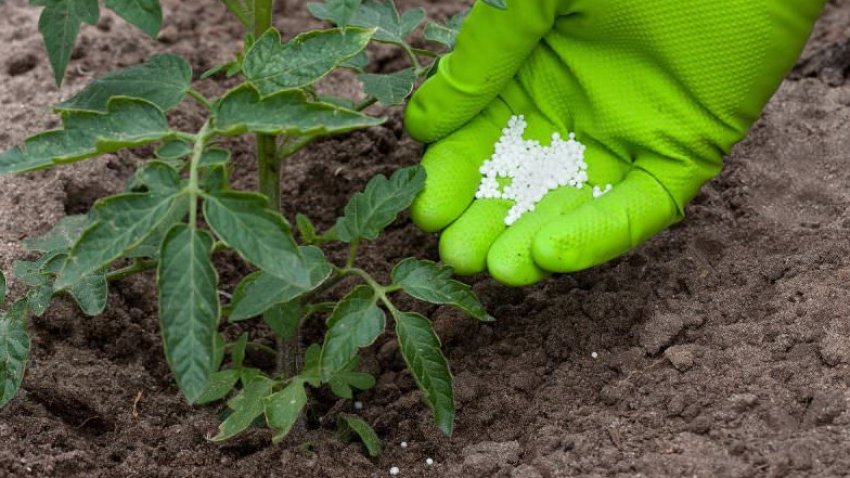 Підживлення томатів Підживлення томатів