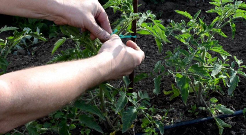 Підв'язка помідорного куща Підв'язка помідорного куща