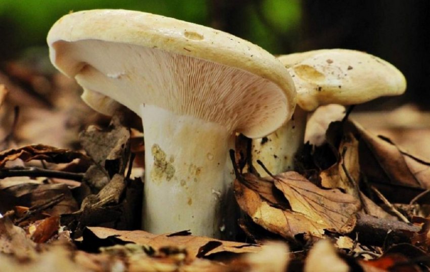 Гриби грузді Гриби грузді