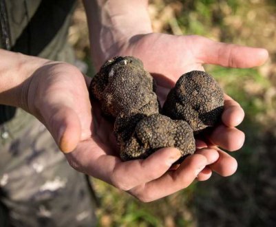 Можна вирощувати трюфель в домашніх умовах