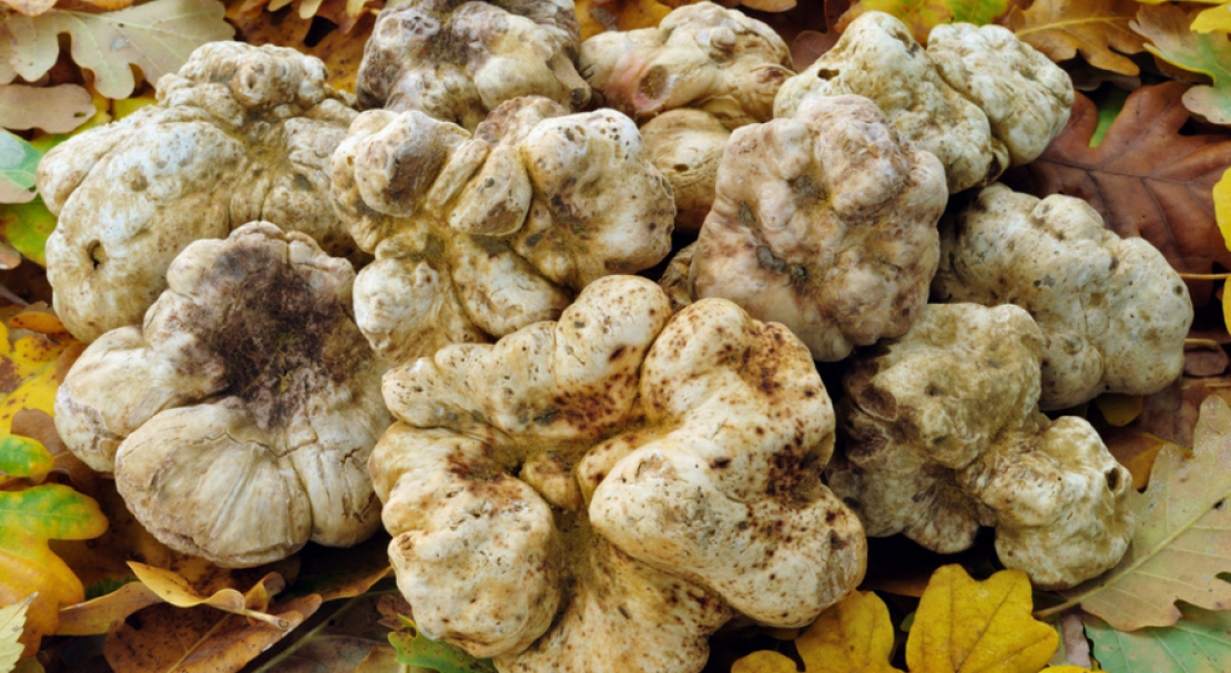 Как выращивать грибы в домашних условиях трюфель?