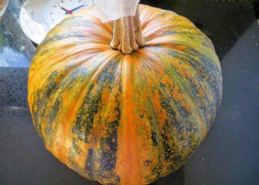 Гарбуз голонасінних Даная Гарбуз голонасінних Даная