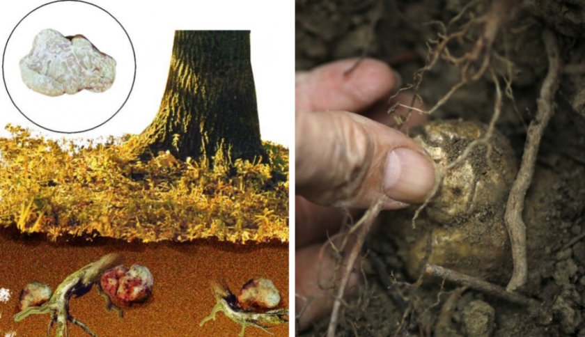 Как выращивать грибы в домашних условиях трюфель?