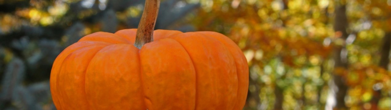 Користь гарбуза для організму жінки: особливості та поради по застосуванню