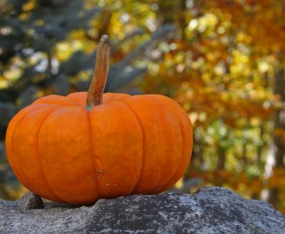 Користь гарбуза для організму жінки: особливості та поради по застосуванню