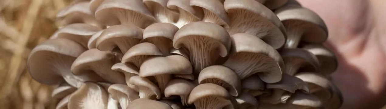 Чи можливо отруєння вешенками