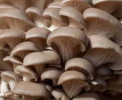 Чи можливо отруєння вешенками