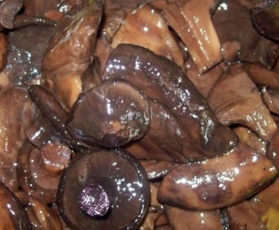 Як солити на зиму свинушки