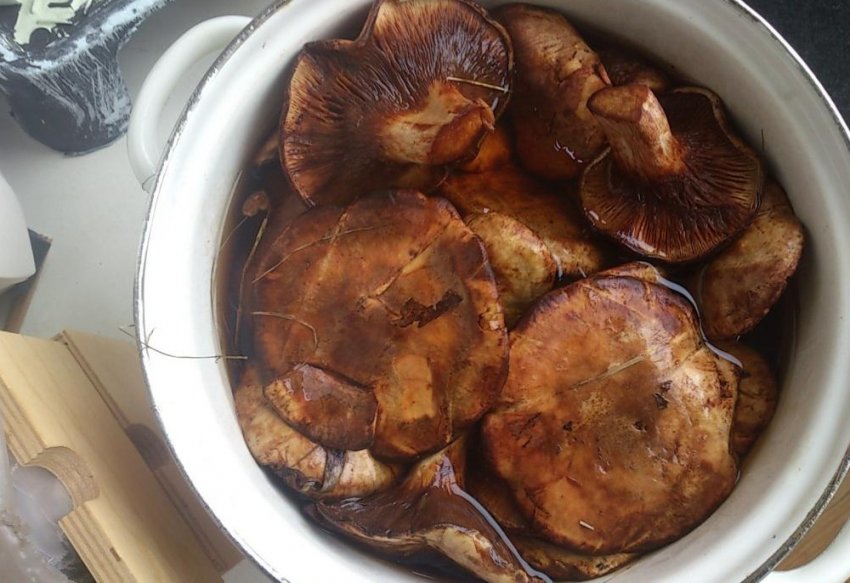 Вимочування свинушок