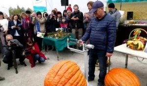 Кіровоградські фермери виростили гарбуз вагою 76 кілограм