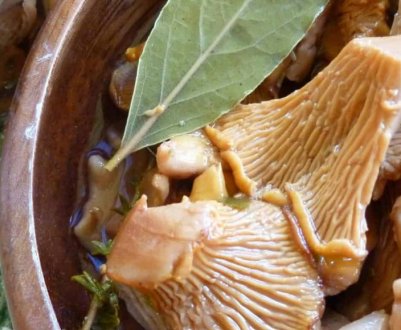 Як засолити лисички на зиму в домашніх умовах