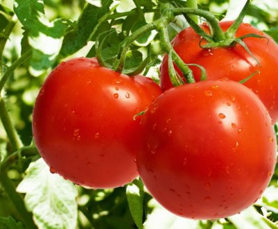 Індійські вчені розробили гібриди томатів для переробки