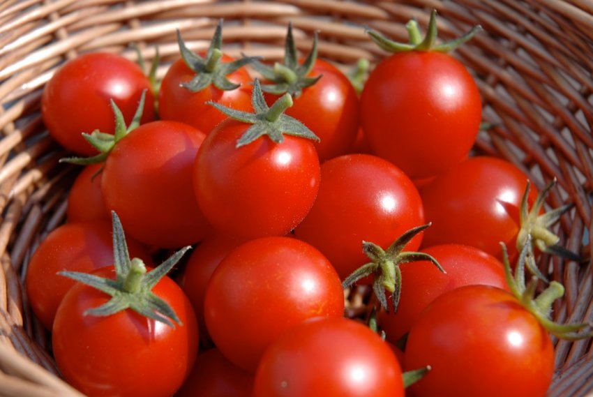 Індійські вчені розробили гібриди томатів для переробки