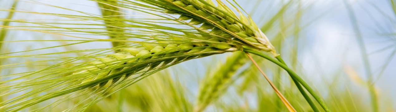 Найбільша в світі міська ферма відкриється в Парижі