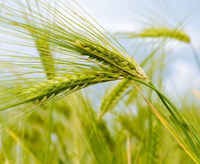 Найбільша в світі міська ферма відкриється в Парижі