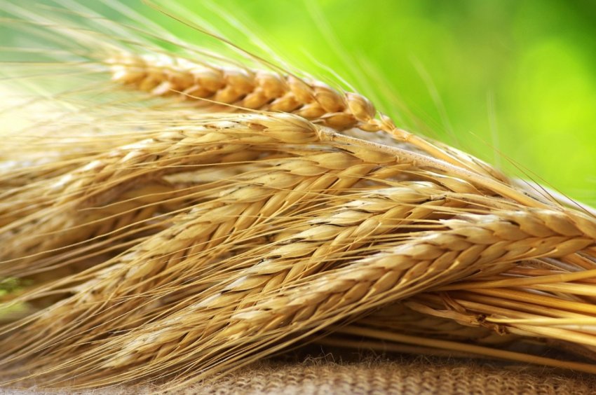 Найбільша в світі міська ферма відкриється в Парижі