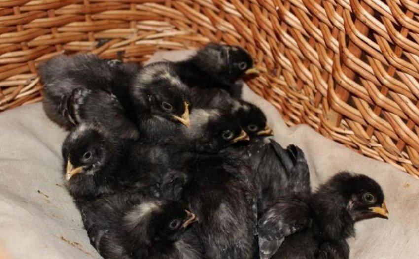 Курчата амрокс