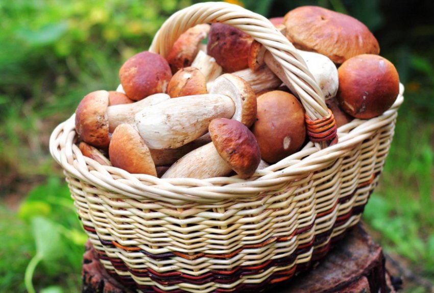 Боровики Боровики