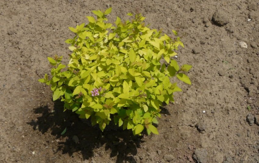 Посадка спіреї