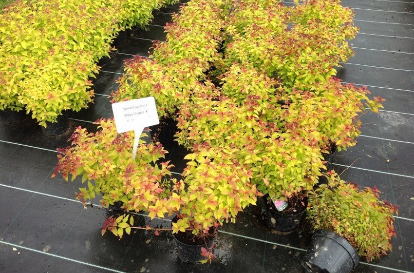 Саджанці спіреї Меджік карпет