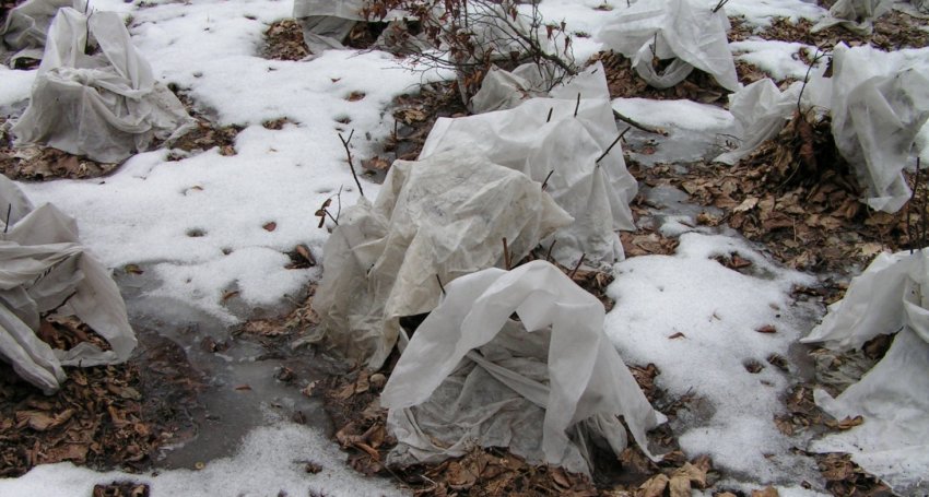 Зимівля спіреї