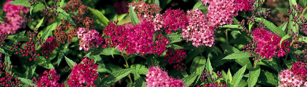 Фото і опис спіреї японської Неон Флеш