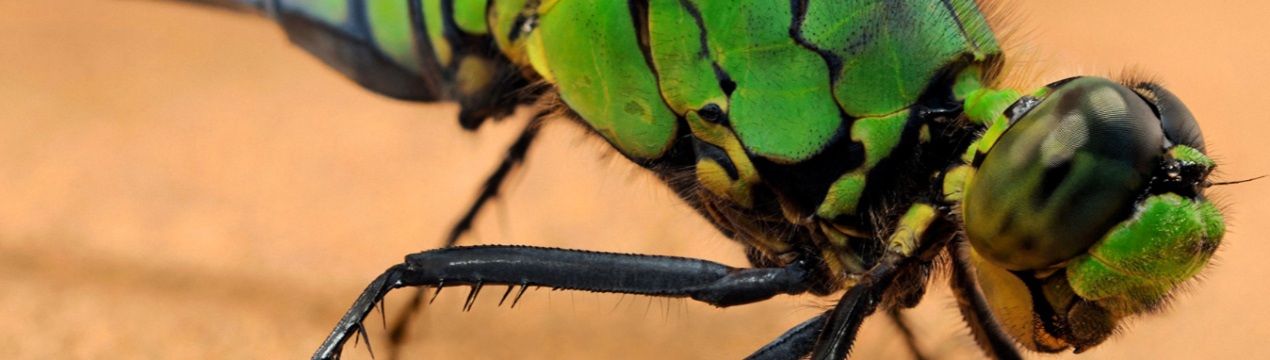 Навчені корисні комахи незабаром вийдуть у поля для захисту посівів