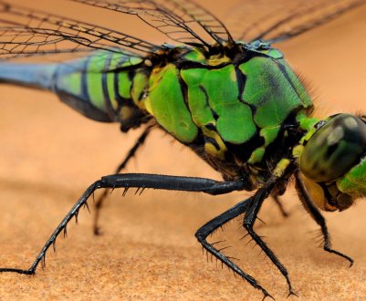 Навчені корисні комахи незабаром вийдуть у поля для захисту посівів