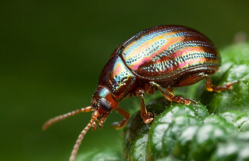 Навчені корисні комахи незабаром вийдуть у поля для захисту посівів Навчені корисні комахи незабаром вийдуть у поля для захисту посівів