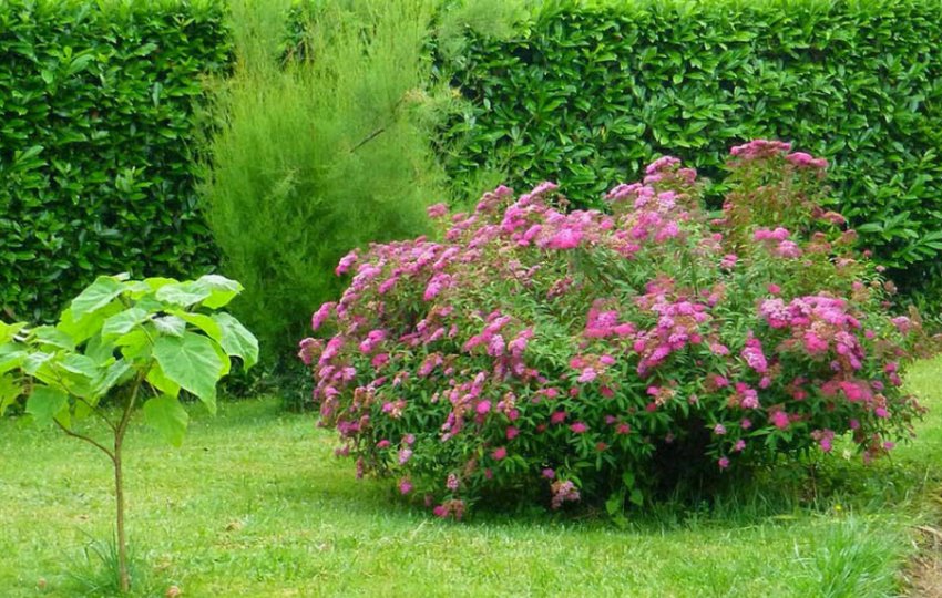 Спірея японська Неон Флеш в ландшафтному дизайні Спірея японська Неон Флеш в ландшафтному дизайні
