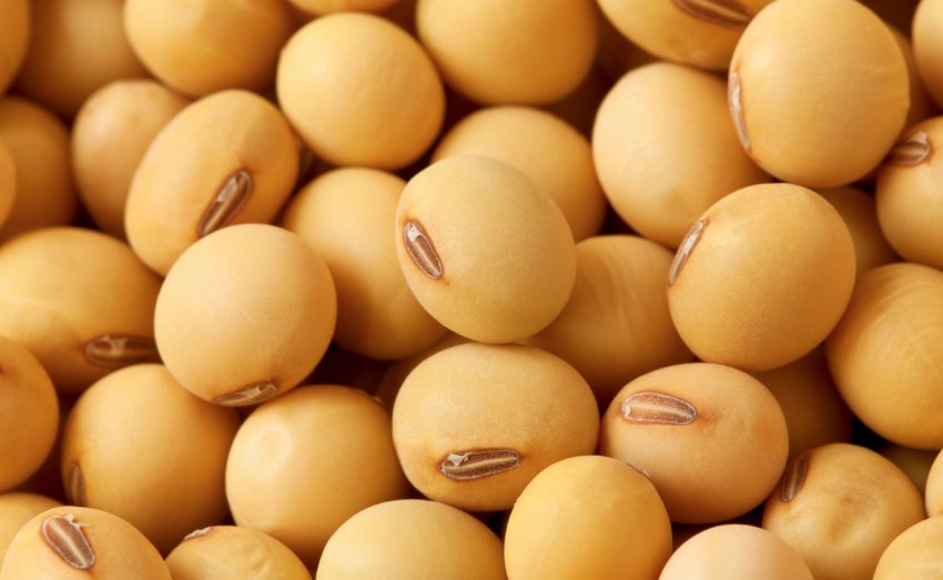 Тривалі дощі завдають шкоди сільському господарству Індії Тривалі дощі завдають шкоди сільському господарству Індії