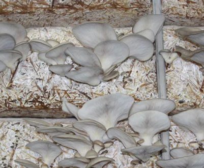 Як самостійно виростити міцелій гливи