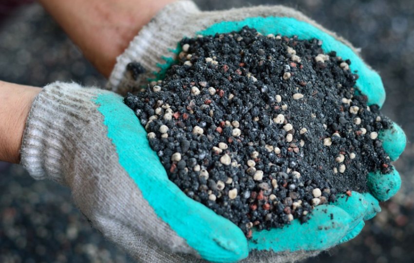 Підживлення спіреї Підживлення спіреї