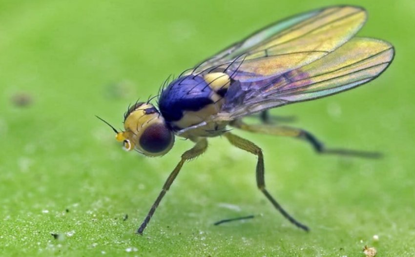 Розоцветный мінер Розоцветный мінер