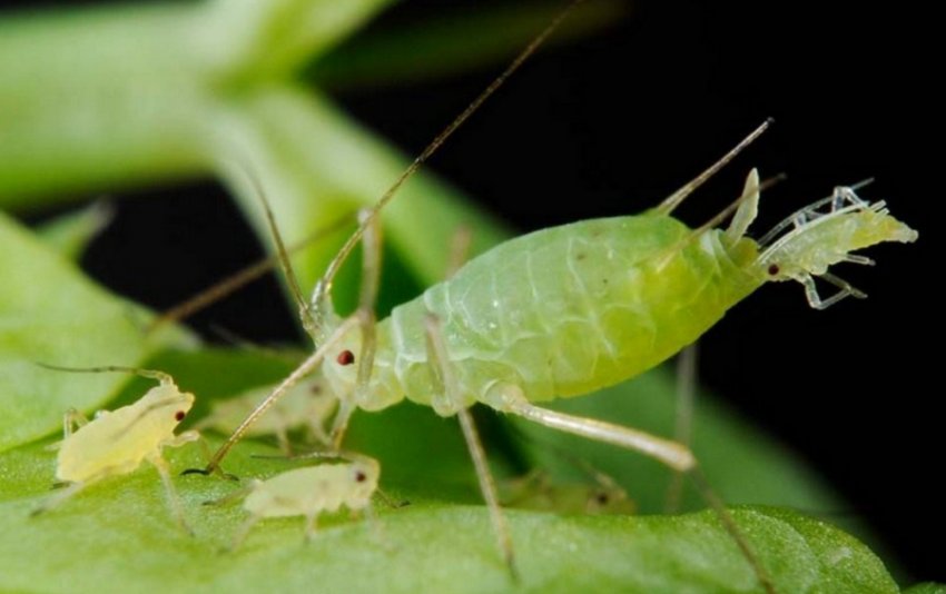 Попелиця на рослині Попелиця на рослині