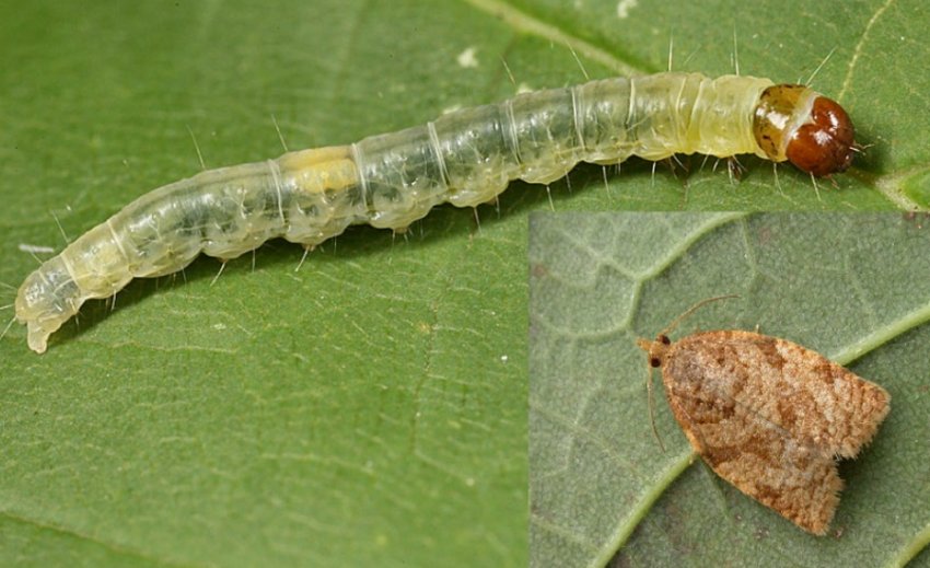 Листовійка розанная Листовійка розанная