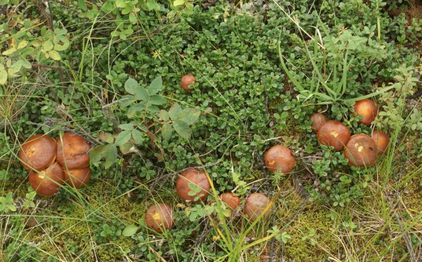 Маслюки в лісі Маслюки в лісі