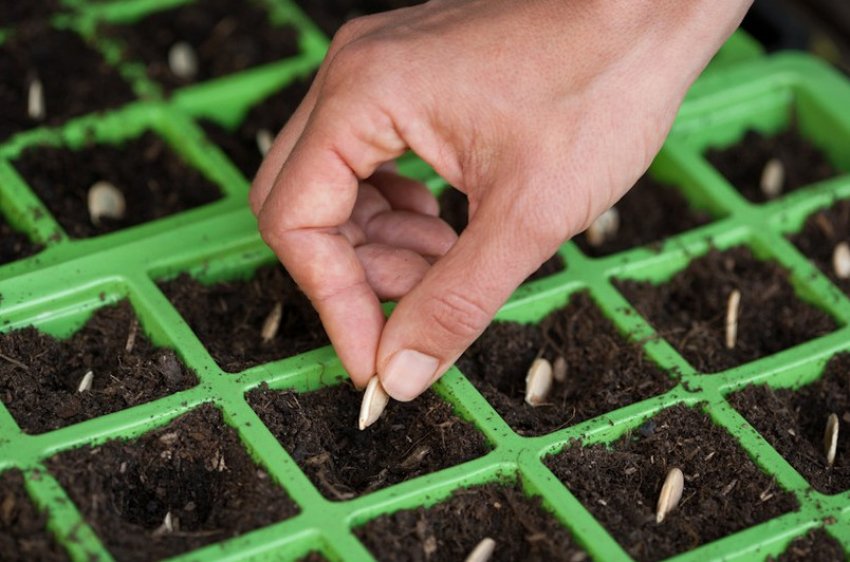 Посів насіння гарбуза Посів насіння гарбуза