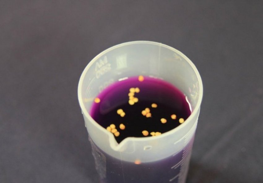 Замочування насіння помідорів в марганцівці Замочування насіння помідорів в марганцівці