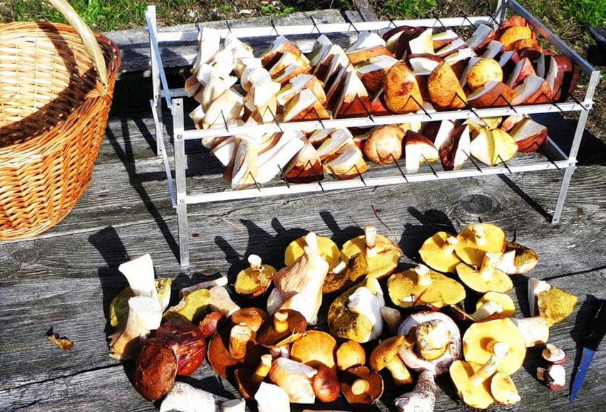 Сушка грибів на повітрі Сушка грибів на повітрі