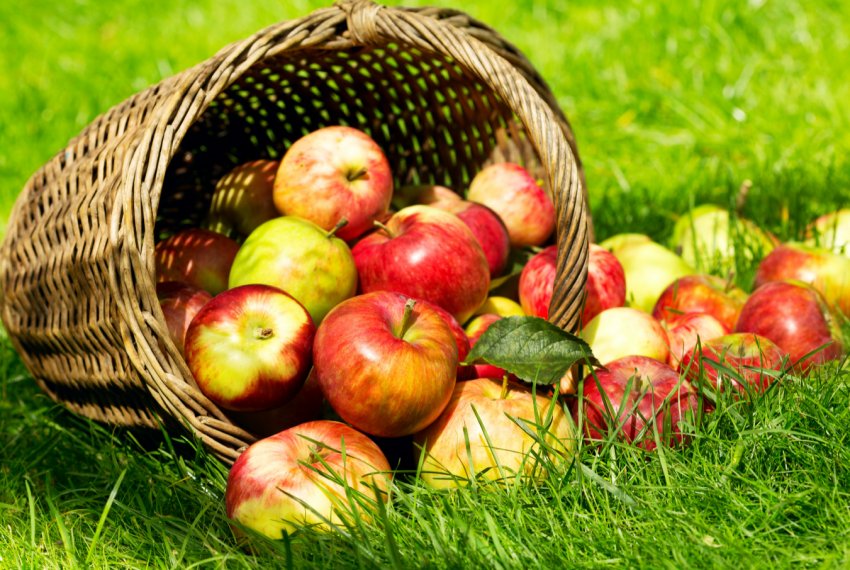 50 тисяч яблук були викрадені з саду американського фермера 50 тисяч яблук були викрадені з саду американського фермера