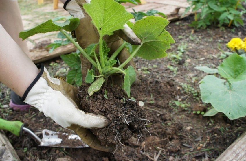Висадка розсади в грунт Висадка розсади в грунт