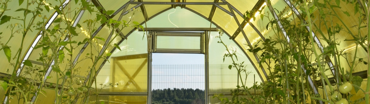 Ставропольський виробник вдвічі збільшує площу теплиць