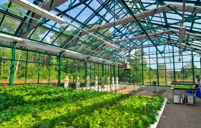 Ставропольський виробник вдвічі збільшує площу теплиць Ставропольський виробник вдвічі збільшує площу теплиць