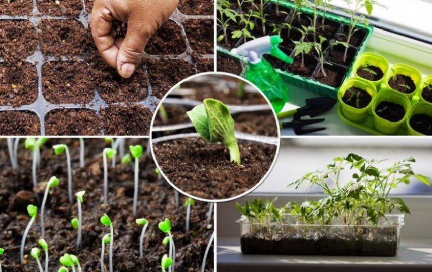 Догляд за розсадою Догляд за розсадою